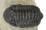 Bargain, Austerops Trilobite - Visible Eye Facets #181412-3